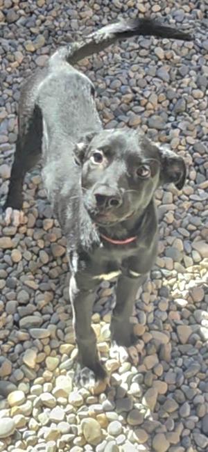 A black dog standing on a pebble surface, looking up with its ears perked and tail raised.