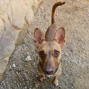 A small brown dog with large ears looks up at the camera.