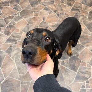 Serenity, Black and Tan Coonhound, adult, available for adoption