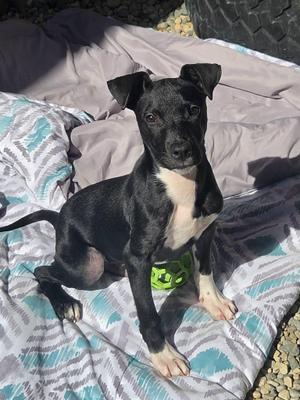 Manicotti, Labrador Retriever, puppy, available for adoption