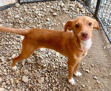 Sorrel, Terrier, puppy, available for adoption