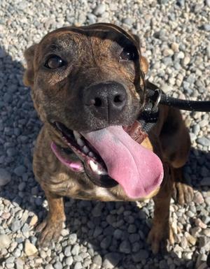 Soundwave, Terrier, puppy, available for adoption