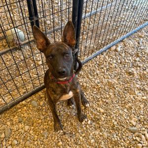 Starscream, Terrier, puppy, available for adoption