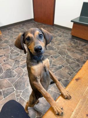 Susie, Chihuahua, puppy, available for adoption