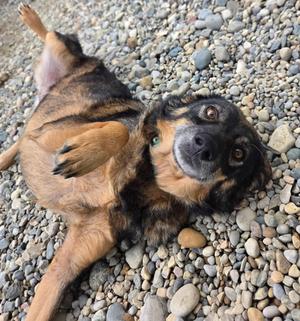 Solstice, German Shepherd Dog, adult, available for adoption