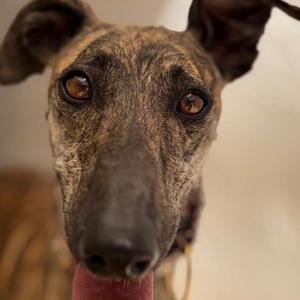 Asia, Galgo Spanish Greyhound, adult, available for adoption