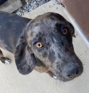 A close-up of a dachshund with a brindle coat, looking up with large, expressive eyes.