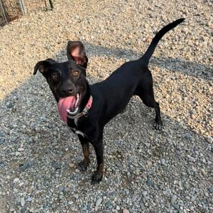 Beetle, Terrier, puppy, available for adoption