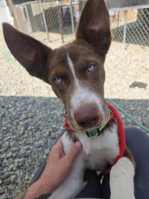 Jupiter, Siberian Husky, puppy, available for adoption