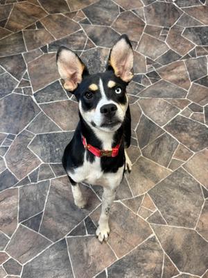 A black and white dog with a red collar standing on a tiled floor.