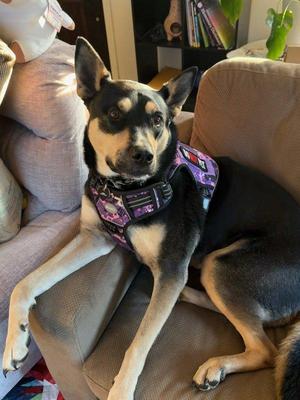 Mushu, Australian Kelpie, adult, available for adoption
