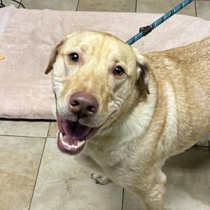 A happy yellow Labrador Retriever with a blue leash, standing on a tiled floor.
