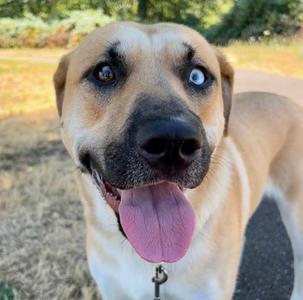 Sandman (mcas), Mixed Breed, young, available for adoption