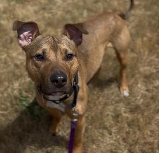 a brown dog with floppy ears standing on grass