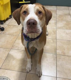 Sushi (mcas), Pit Bull Terrier, young, available for adoption