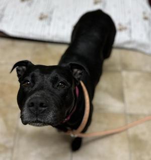Serena (mcas), Pit Bull Terrier, adult, available for adoption