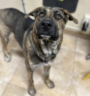 Aries (mcas), Mixed Breed, young, available for adoption