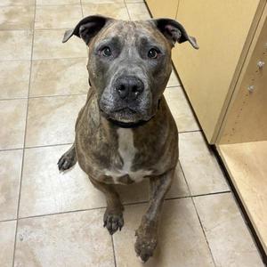 Stockton (mcas), American Staffordshire Terrier / Bull Terrier, adult, available for adoption