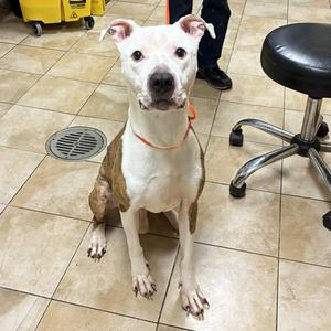 Bouncer (mcas), Pit Bull Terrier, adult, available for adoption