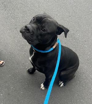 Bizkit (mcas), Mastiff, young, available for adoption