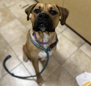 Waffles (mcas), Boxer / Pit Bull Terrier, young, available for adoption
