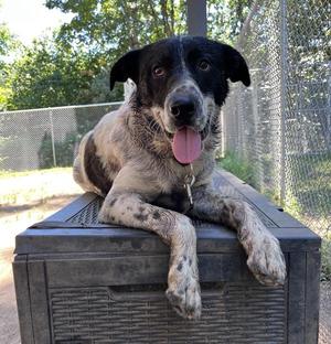 Nelson (mcas), Australian Cattle Dog / Blue Heeler, young, available for adoption