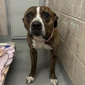 Willie (mcas), Pit Bull Terrier, adult, available for adoption