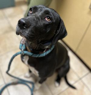Stella, Hound, adult, available for adoption