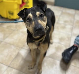 Noodles (mcas), Shar-Pei / Shepherd, adult, available for adoption