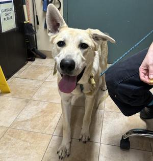 Capricorn (mcas), Mixed Breed, young, available for adoption