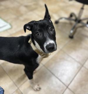 Preston (mcas), Border Collie, puppy, available for adoption