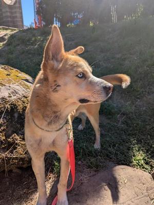 TJ, Mixed Breed, adult, available for adoption