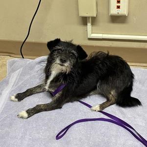 Remy, Chihuahua / Maltese, adult, available for adoption