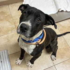 Lickety-Split (mcas), Mixed Breed, adult, available for adoption
