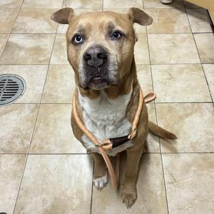 A brown and white dog sitting on a tiled floor, wearing a harness.