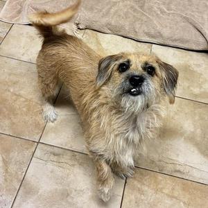 A small, fluffy dog with a shaggy brown and white coat standing on a tiled floor.