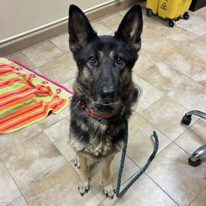Mariposa (mcas), German Shepherd Dog, adult, available for adoption