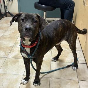 Lemur (mcas), Mixed Breed, young, available for adoption