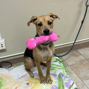A dog sitting on a colorful blanket, holding a pink toy in its mouth.