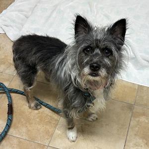 Terry Carnation (mcas), Terrier, adult, available for adoption
