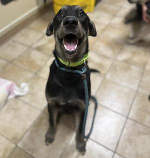 Tips (mcas), Mixed Breed, young, available for adoption