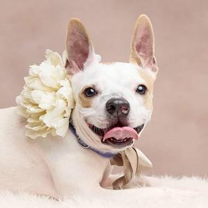 A white chihuahua mix dog with tan markings and big ears wears a large white flower behind its ear and a ribbon tied in a bow around its neck. The dog is looking at the camera with its tongue hanging out and a happy expression.