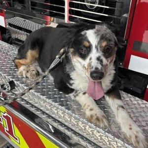 Bendigo (AKA Benny), Australian Shepherd, senior, available for adoption