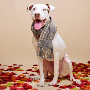 A white dog with brown spots sitting on a bed of autumn leaves, wearing a plaid scarf.