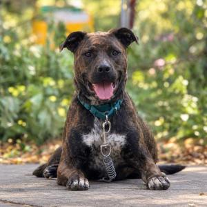 Boz, Labrador Retriever / Pit Bull Terrier, young, available for adoption