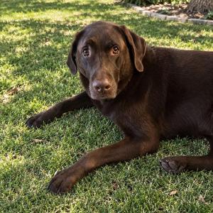 Blue, Chocolate Labrador Retriever, adult, available for adoption