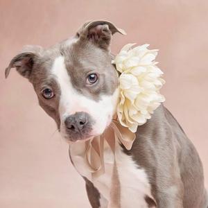 A gray and white dog with a large white flower accessory on its head, looking directly at the camera.