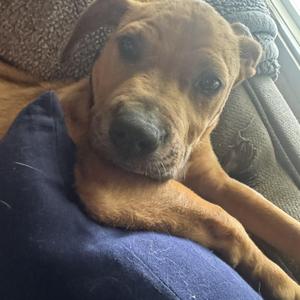 a brown dog lying on a blue blanket