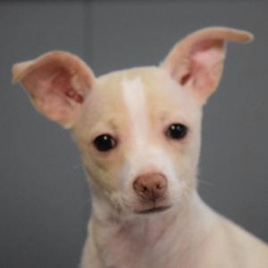 A close-up of a small white puppy with large ears and dark eyes, looking directly at the camera.