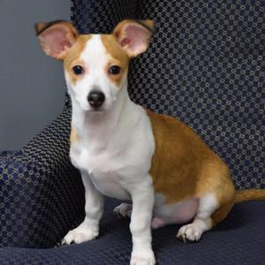 Oak, Chihuahua, puppy, available for adoption